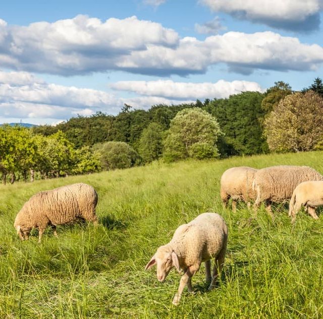 ovejas por el campo